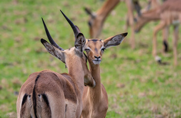 impala in the savannah