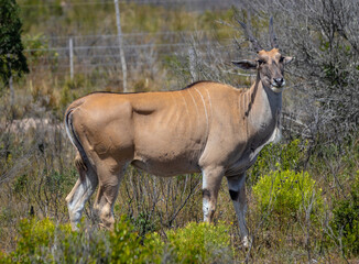 Obraz na płótnie Canvas antelope in the savannah