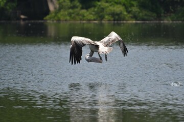 Spot Billed Pelican on wings