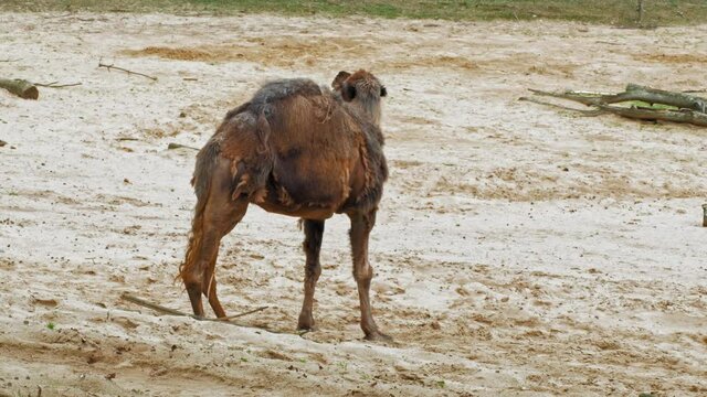 Arabian Camel (Dromedary) Looking Around In Desert Landscape. wide static