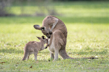 Naklejka na ściany i meble kangaroo and baby joey