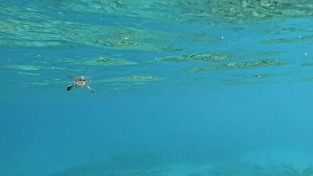 A Beautiful Green Seaturtle Calmly Swimming In The Clear Blue Ocean. - slow motion - underwater shot