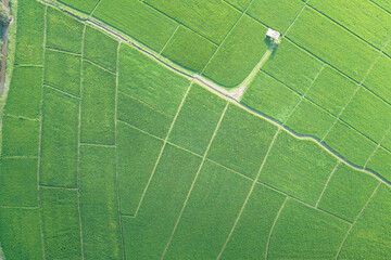 Land or landscape of green field in aerial view. Plot of land for agricultural farm, farmland or...