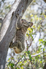 A koala makes it's way up a tree