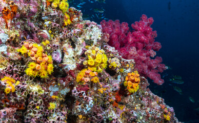 Plakat Scuba diving the coral reef of the similan islands in Southern Thailand