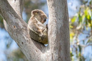 A Koala sleeping in a tree

