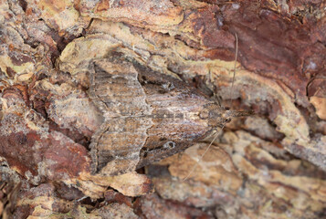 Buttoned snout, Hypena rostralis camouflaged on bark, macro photo