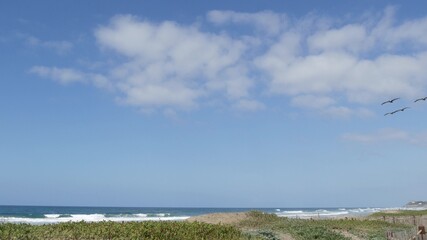 Big brown pelican flying, blue sky of pacific coast, Encinitas California USA. Large birds soaring over ocean beach. Flock of pelecanus above sea shore. Coastal wildlife, animals flapping wings in air