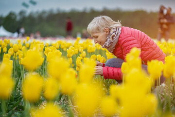 senior woman smell beautiful vivid blossoms of flowers on Netherlands tulip fest