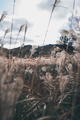 秋の山と空とすすき