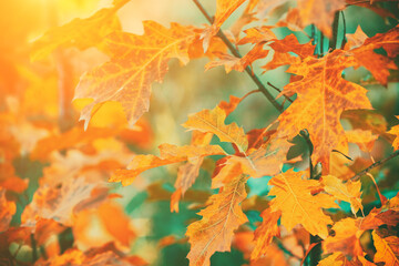 Oak branch with orange leaves in the autumn forest. Nature background