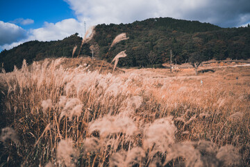 秋の山と空とすすき