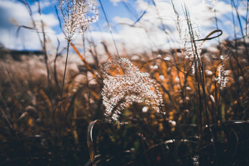 秋の山と空とすすき