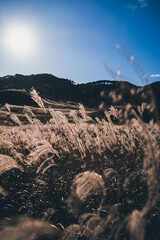 秋の山と空とすすき