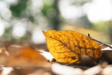 Colorful autumn fallen leaves in forrest.