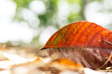 Colorful autumn fallen leaves in forrest.