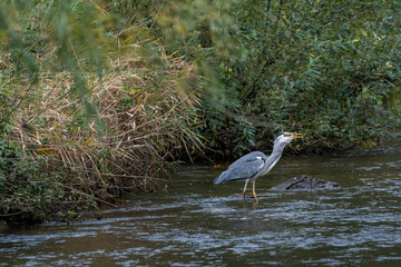 Grey Heron, Ardea cinerea feeding on fish in the River Trent.