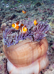 Anemone fish on the coral reef of the Phi Phi islands in Southern Thailand