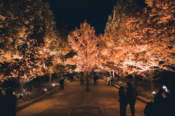 秋の山と木々の紅葉