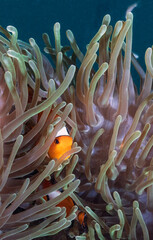 Anemone fish on the coral reef of the Phi Phi islands in Southern Thailand
