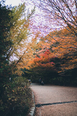 秋の山と木々の紅葉