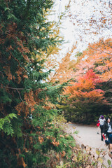 秋の山と木々の紅葉