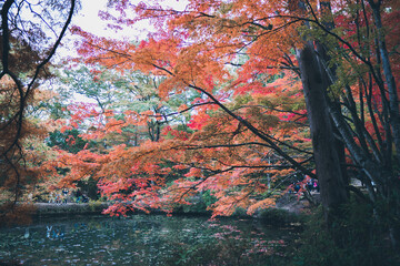 秋の山と木々の紅葉