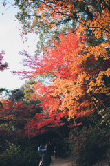秋の山と木々の紅葉