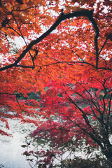 Naklejka na ściany i meble 秋の山と木々の紅葉