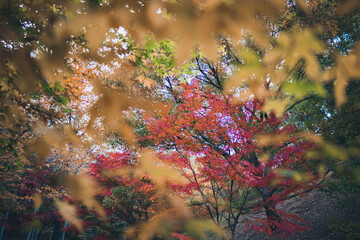 秋の山と木々の紅葉