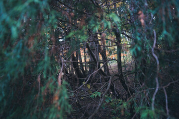 秋の山と木々の紅葉