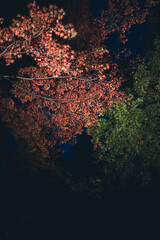 秋の山と木々の紅葉