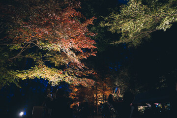 Obraz na płótnie Canvas 秋の山と木々の紅葉