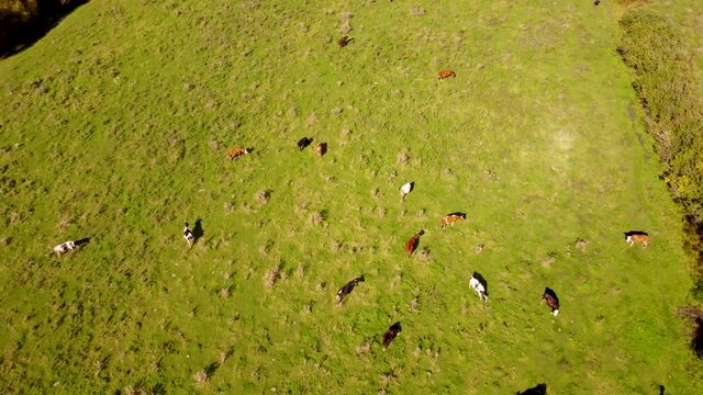 grazing cows in the field shooting from the air. aerial photography. Agriculture. grazing from a bird's eye view. cows graze on a green meadow