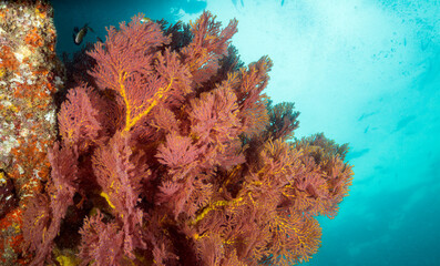 Scuba diving the coral reef of the similan islands in Southern Thailand