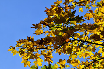 Eichenlaub im Herbst