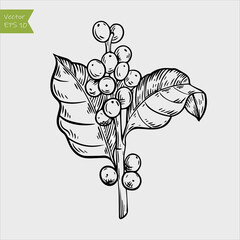 Coffee plant illustration, drawing, engraving, ink, line art, vector