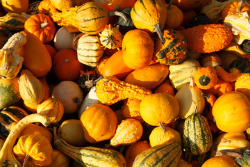 Various types of decorative pumpkins;