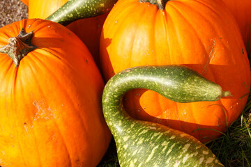 Various types of decorative pumpkins; - obrazy, fototapety, plakaty