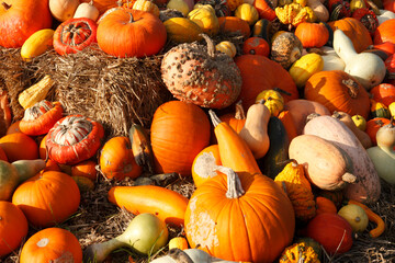 Various types of decorative pumpkins;