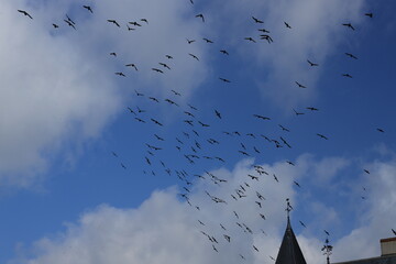 pigeons
