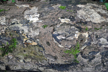 Close Up of Rough Textured Bark on Felled Tree 