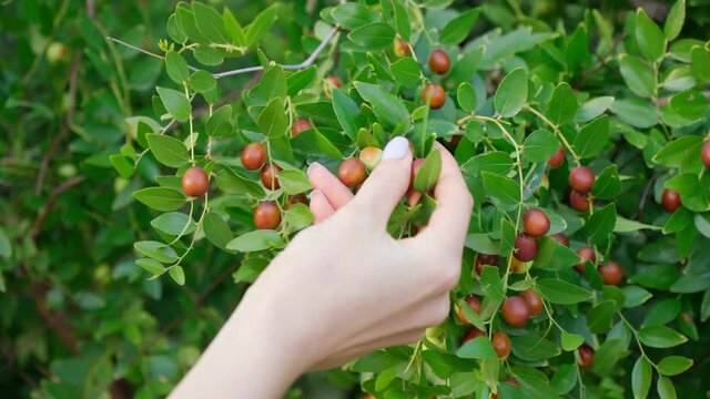 Ziziphus jujuba, commonly called jujube, red date, Chinese date. Hanging on a branch, harvest