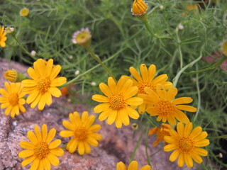 Yellow flower in my garden