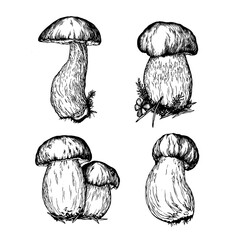 Set with Boletus edulis wild mushroom (cep, porcini, king bolete, penny bun). Black and white outline illustration, hand drawn work isolated on white background