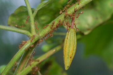 red ant action carrying cutleaf groundcherry, wild tomato, camapu, and winter cherry and chocolate fruit on tree branch
nest on a green background. Hardworking strong ants (weaver ants)