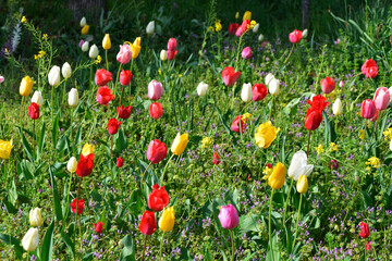 チューリップ畑　花模様