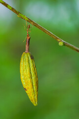 red ant action carrying cutleaf groundcherry, wild tomato, camapu, and winter cherry and chocolate fruit on tree branch
nest on a green background. Hardworking strong ants (weaver ants)