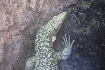 「コガネオオトカゲ」の頭部分