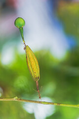 red ant action carrying cutleaf groundcherry, wild tomato, camapu, and winter cherry and chocolate fruit on tree branch
nest on a green background. Hardworking strong ants (weaver ants)